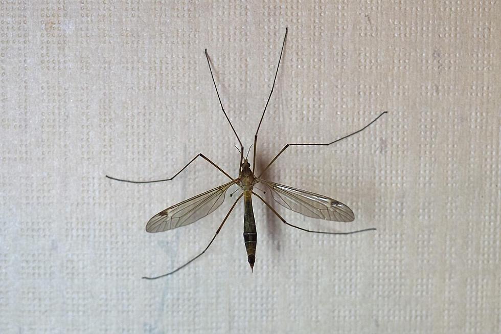 A Mosquito Hawk Isn't Actually a Mosquito at All