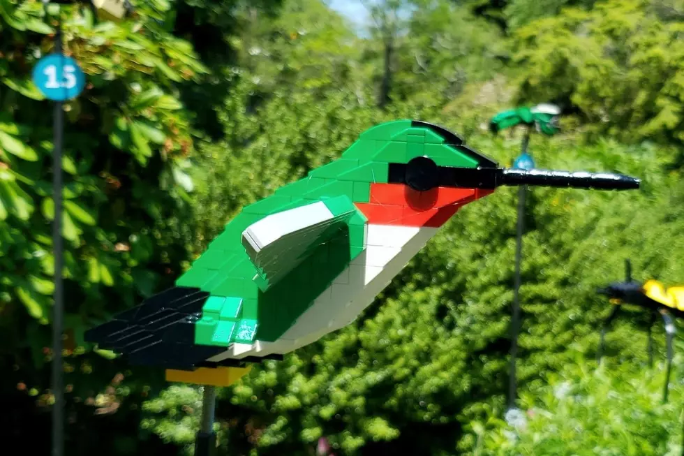 Bee Amazed at These LEGO Sculptures of Bugs and Birds [PHOTOS]