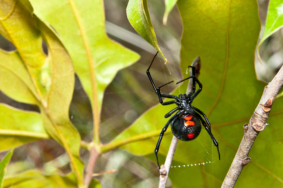 Black Widow Spider Reported in Dartmouth