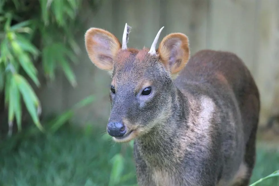 World's Smallest Deer Species Has New Home at Buttonwood Park Zoo