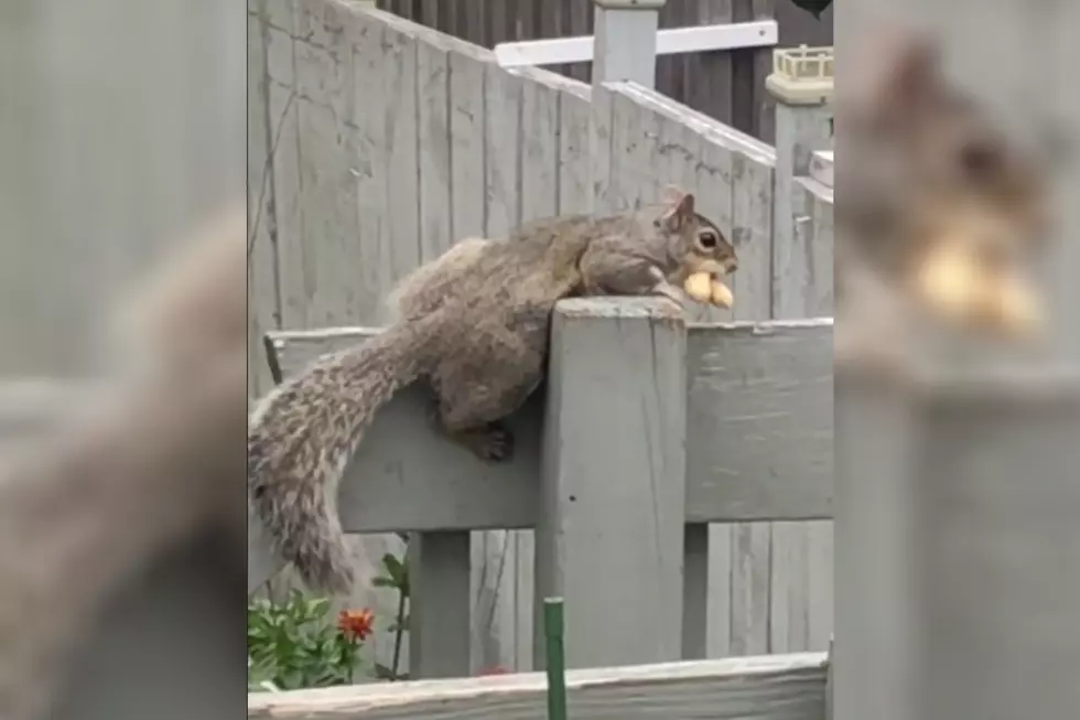 Whoever Is Feeding Peanuts to New Bedford’s Squirrels, Please Stop