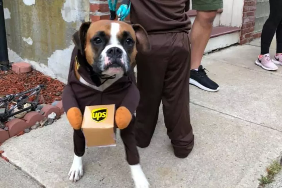 I’m Spending Money on a Dog Costume in 2020 and You Can’t Stop Me