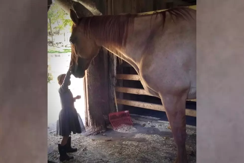 Tiverton Horse Therapy Helps Individuals With Emotional Trauma