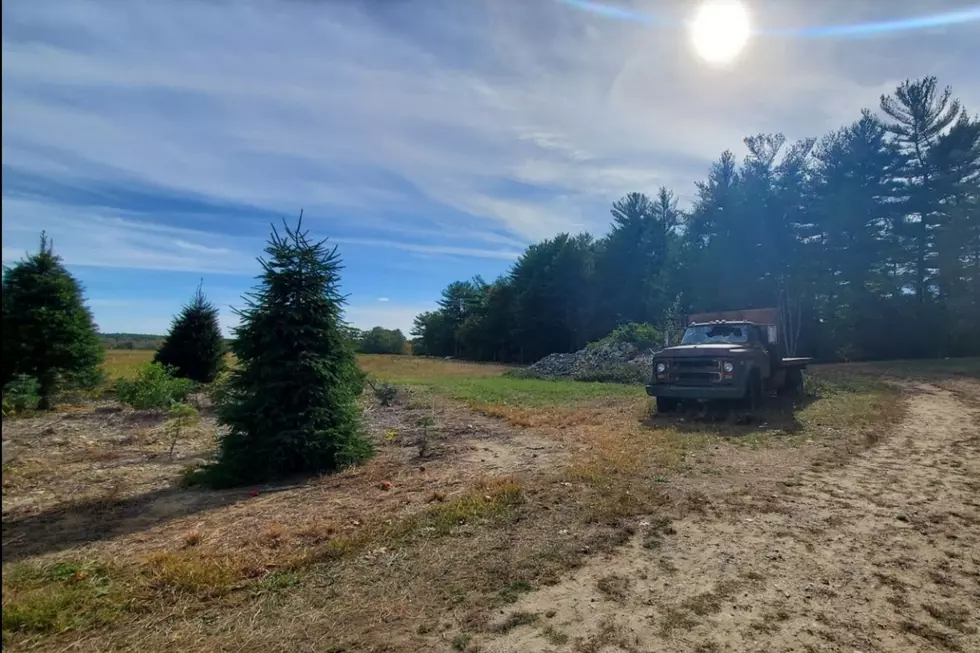 Acushnet Christmas Tree Farm Will Remain Closed for the Season