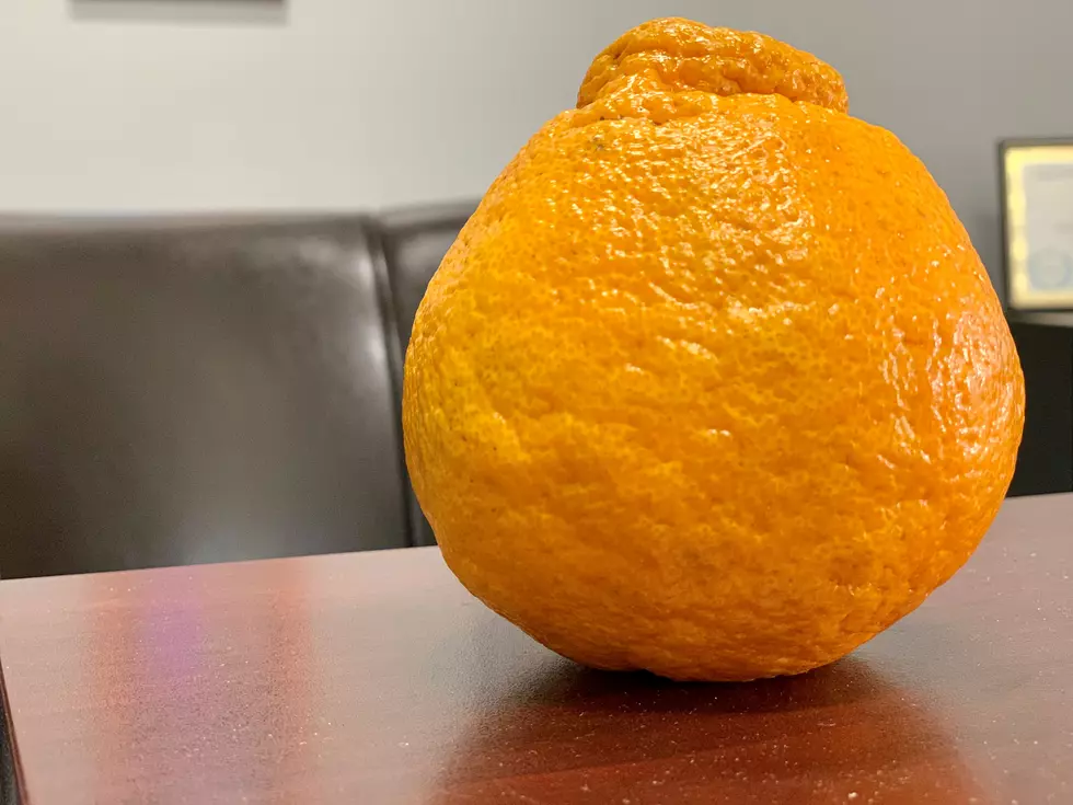 Rare Oranges Hit the SouthCoast – Are They Worth It?