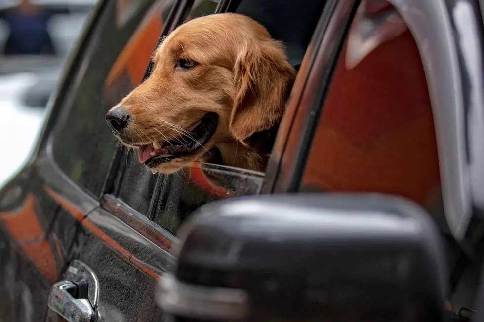 Trainer Offers Advice to Help Your Dog Enjoy Car Rides