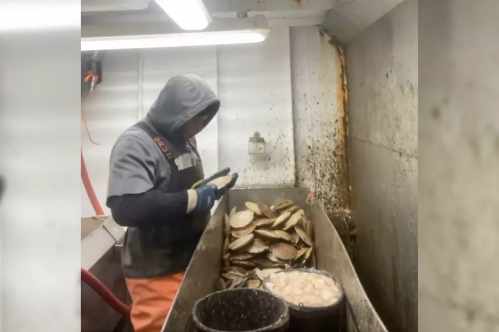 Freetown Scallop Shucker Delivers Satisfying Video
