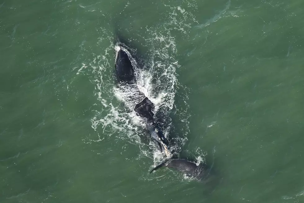 Right Whale Spotted With New Calf