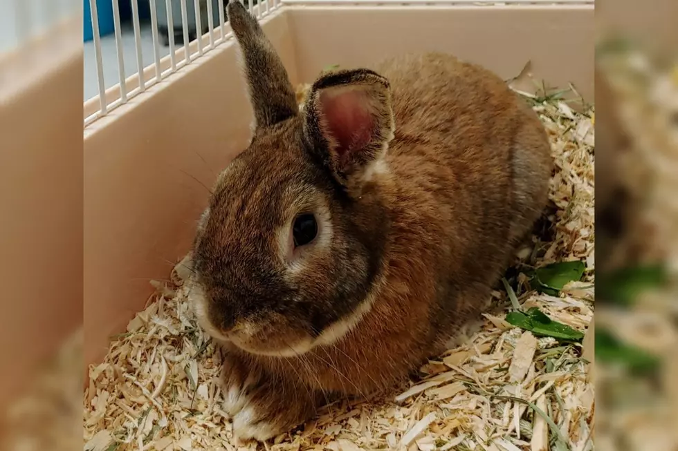 Dartmouth Bunny Ready for Adoption [WET NOSE WEDNESDAY]
