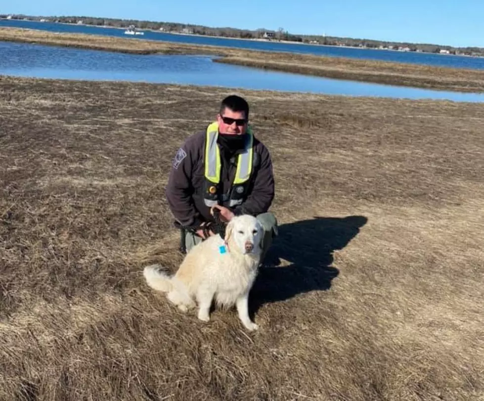 Marion Harbormasters, Police Save Local Dog From Water