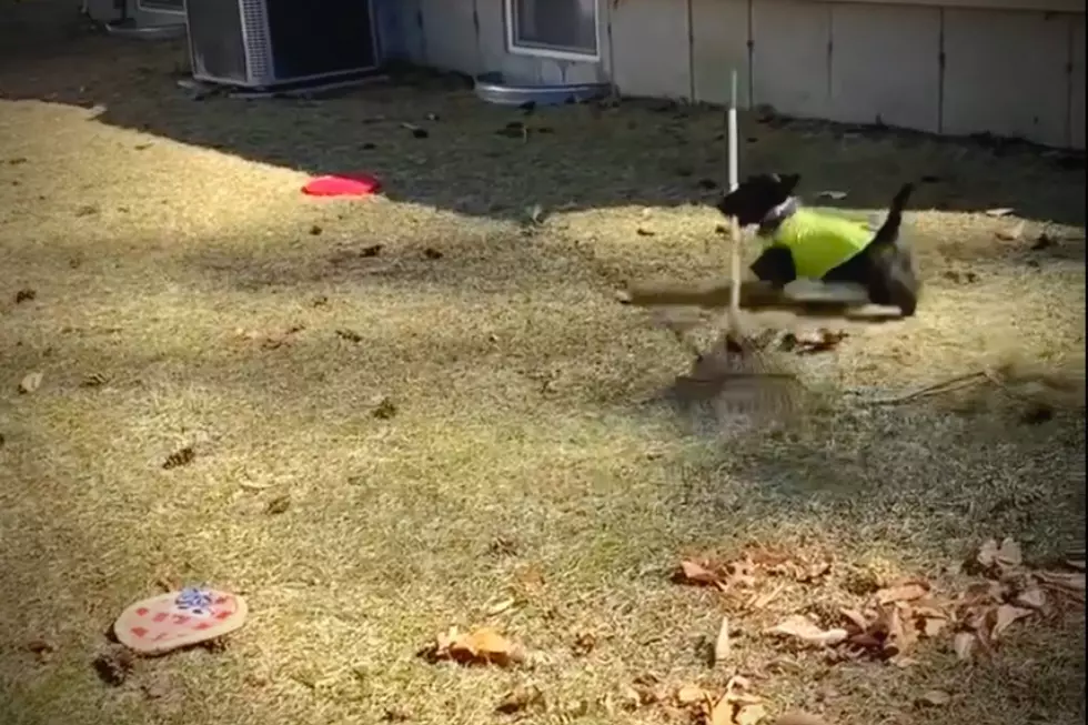 Lakeville Dog Caught on Video Raking Leaves