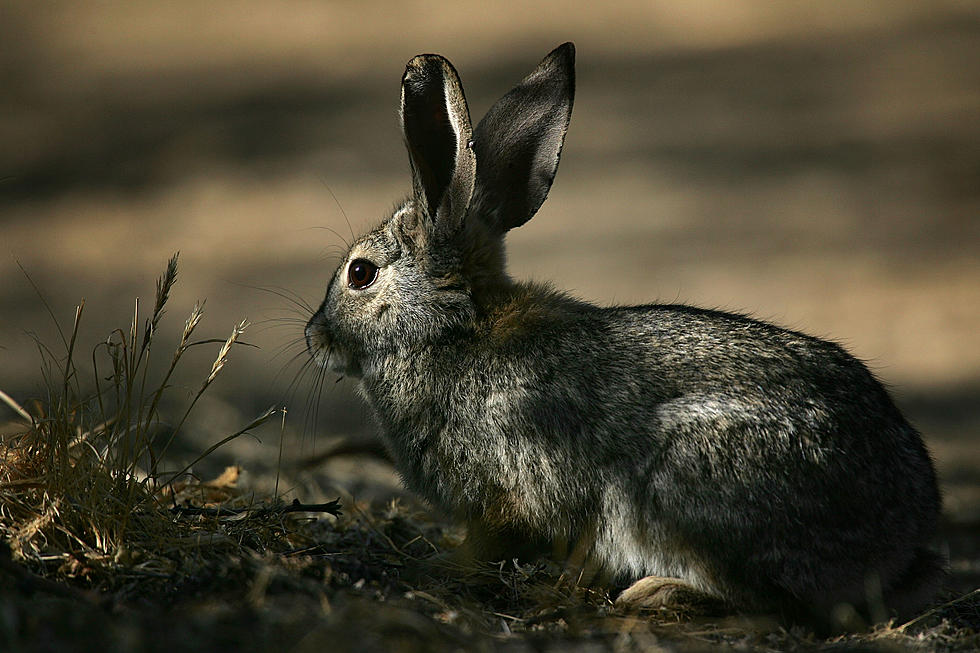 Rhode Island Rabbits Test Positive for Highly Infectious Disease
