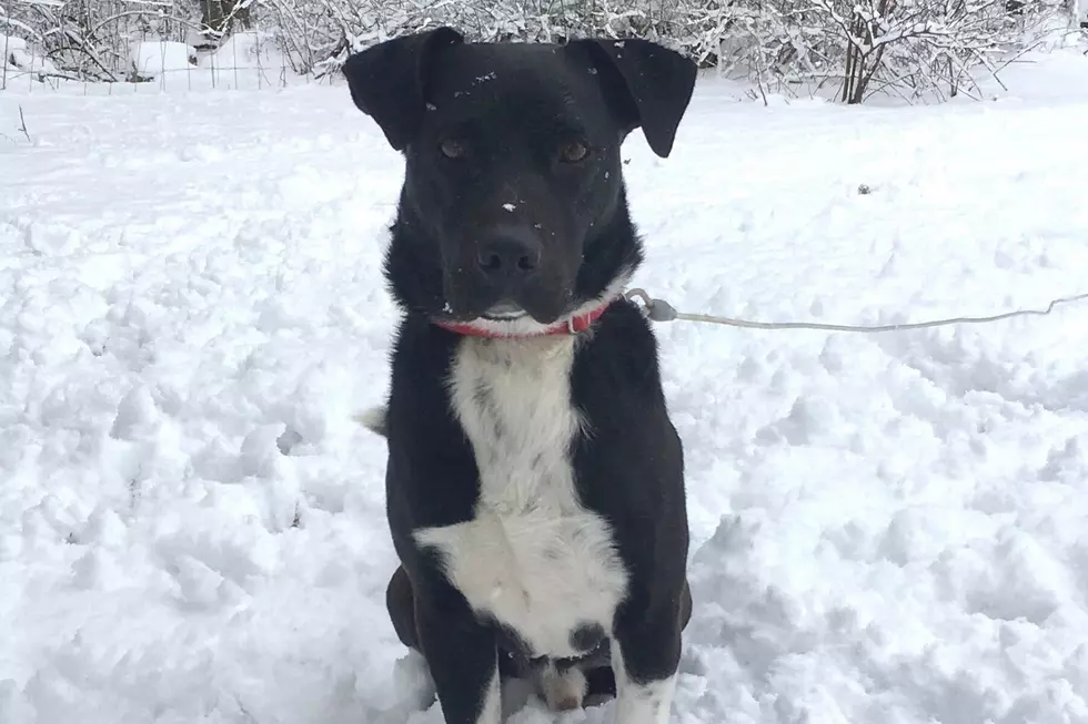 Acushnet Dog in Need of a Forever Home [WET NOSE WEDNESDAY]