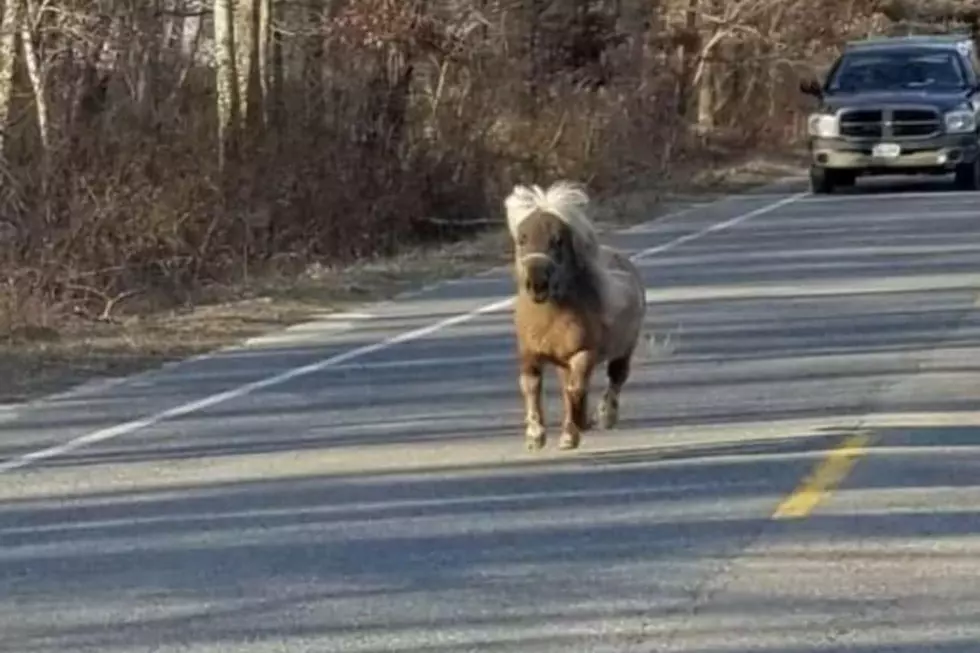 Rehoboth Mini Horse Escapes Farm and Goes for a Stroll