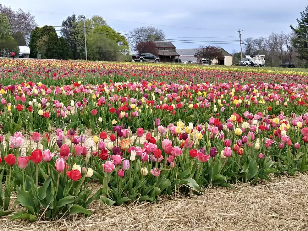 Rhode Island's Wicked Tulips Will Let You Frolic in the Flowers 