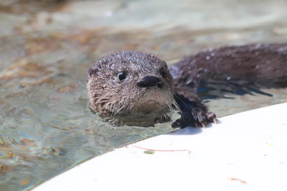 Otterly Adorable Pups Now on Exhibit at Roger Williams Zoo