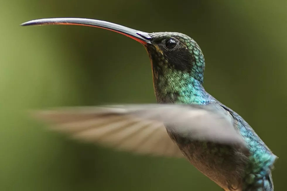 SouthCoast Hummingbirds Are Coming So Here’s What You Need to Know