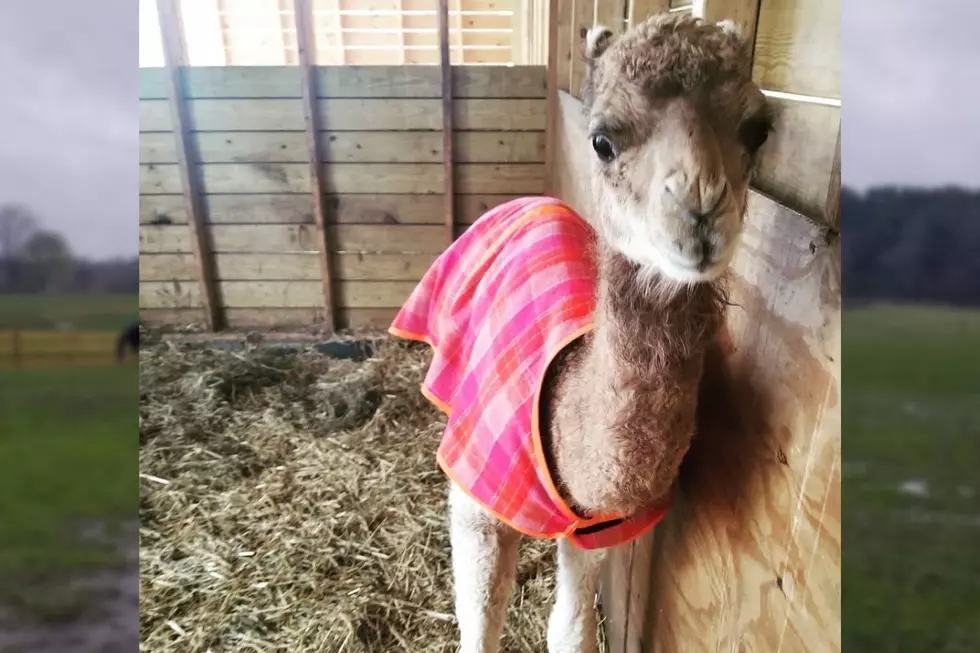 Dartmouth Equestrian Farm Welcomes Koga the Camel