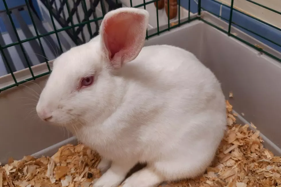 Fairhaven Bunny, Found Stranded, in Need of a Home [WET NOSE WEDNESDAY]