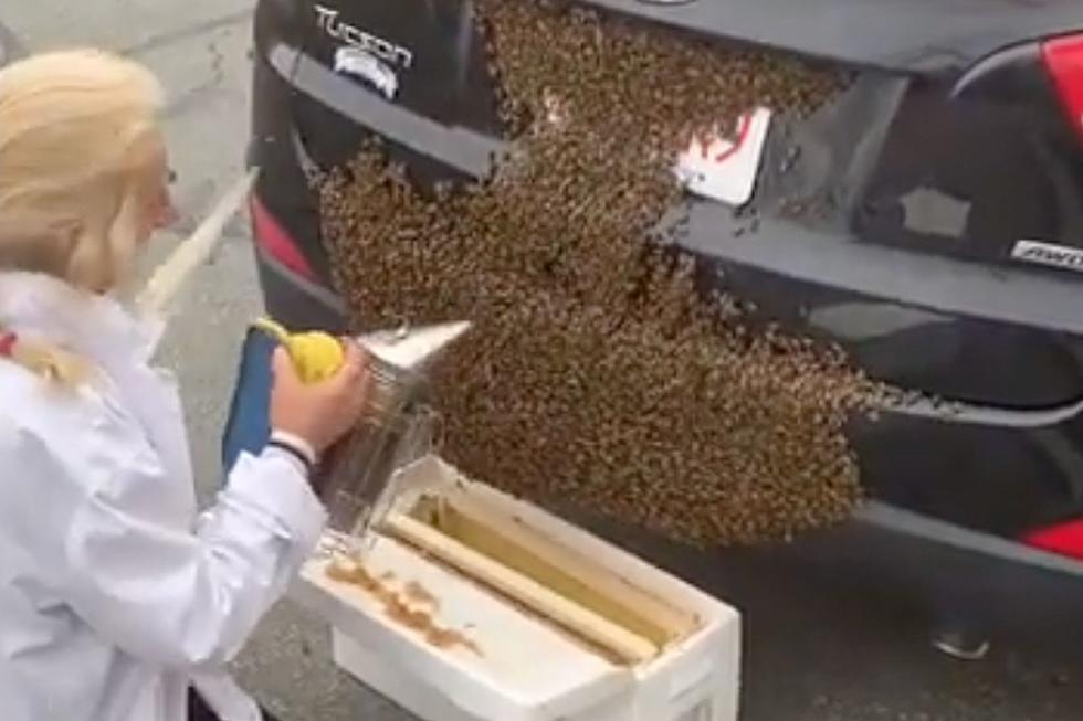 New Bedford Car Swarmed By Bees, Beekeeper to the Rescue