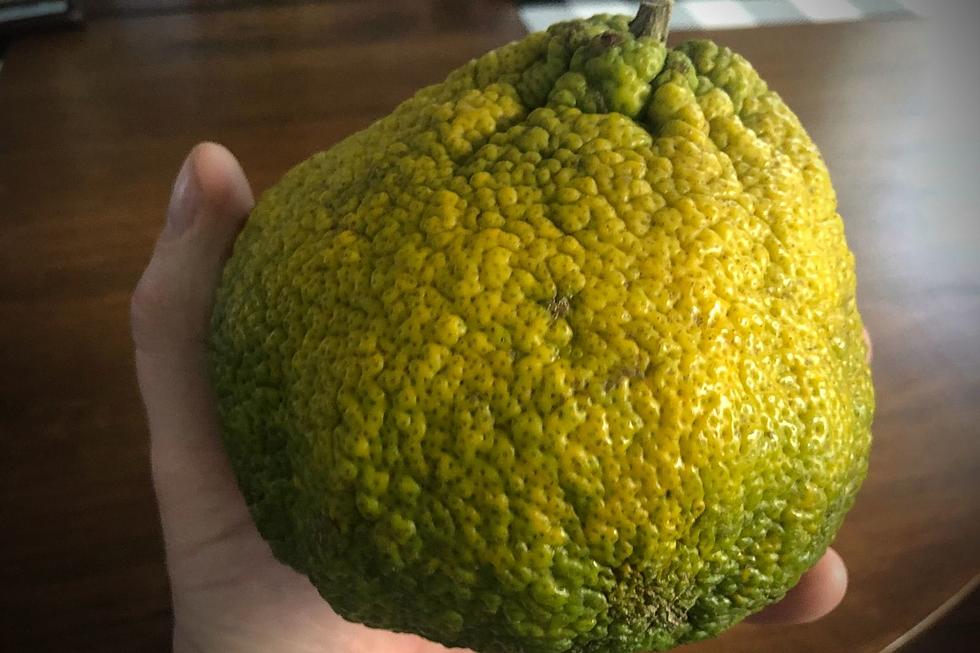 Don't Knock This 'Ugli' Fruit Until You've Tried It [VIDEO]
