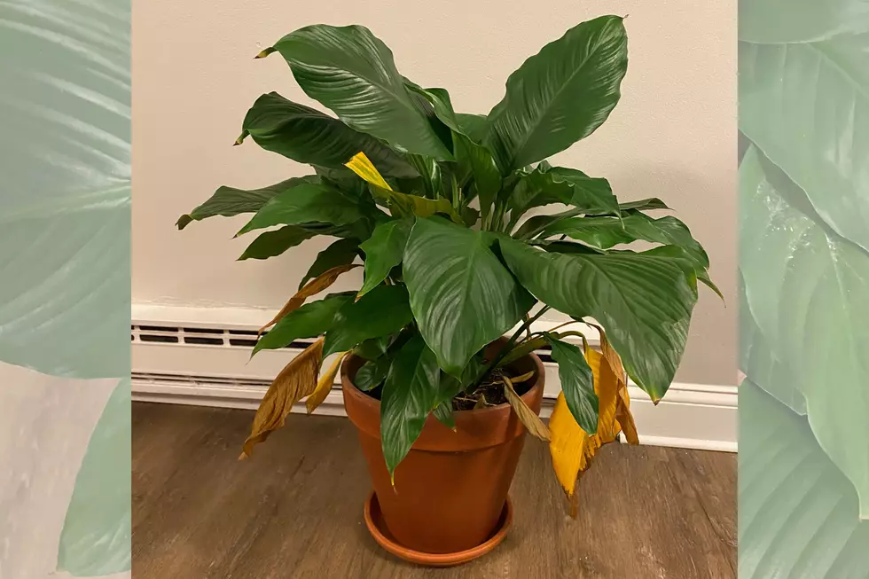 HELP: What Does My House Plant Want? 
