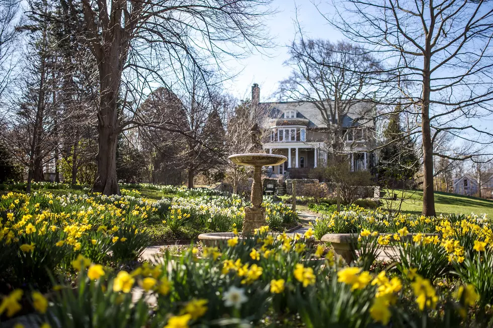 Bristol's Blithewold Mansion Kicks Off Daffodil Days 2021