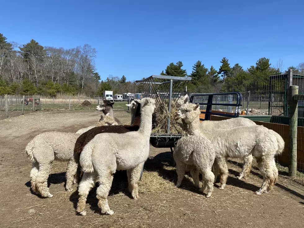 Five SouthCoast Alpaca Farms Taking Part in ‘Paca Run’ This Month
