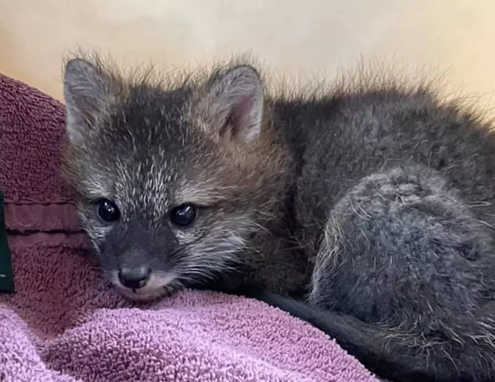 Dartmouth Animal Control Officer Saves Baby Fox Trapped in Soccer Net