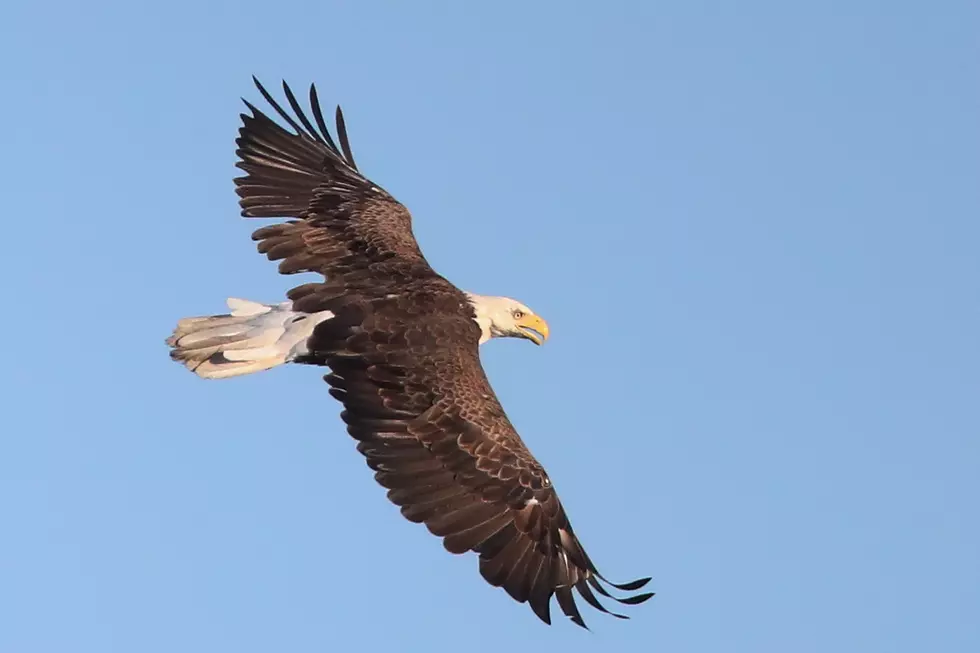 Fall River's Bald Eagle