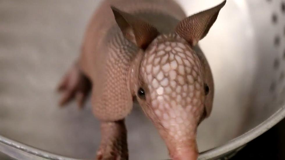 Up Close & Personal With Baby Armadillos at Roger Williams Zoo