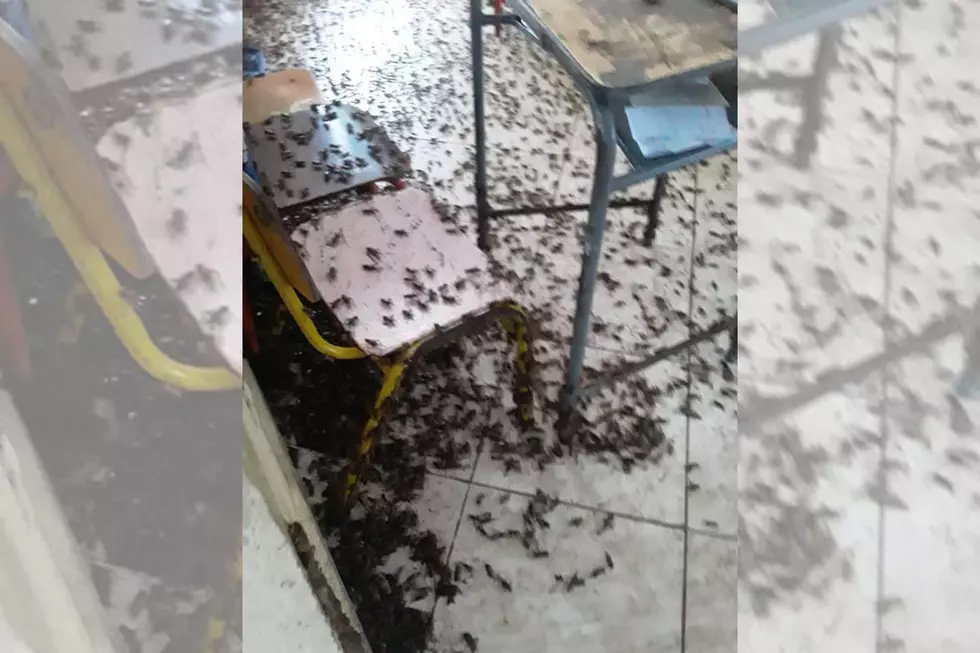 Massachusetts Man Selling ‘Free Loose Crickets’ After Causing Infestation