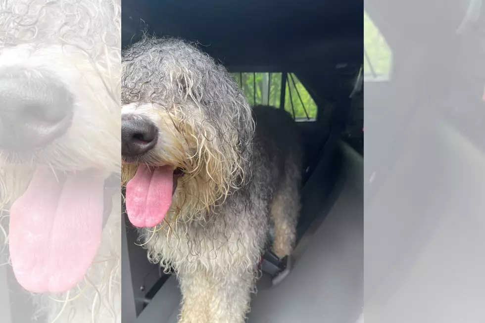 Floof on the Loose: Bourne Police Looking For Lost Dog's Owners