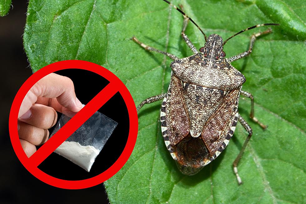 Do Bugs, Not Drugs: MA Reddit User Recalls Odd School Visitor