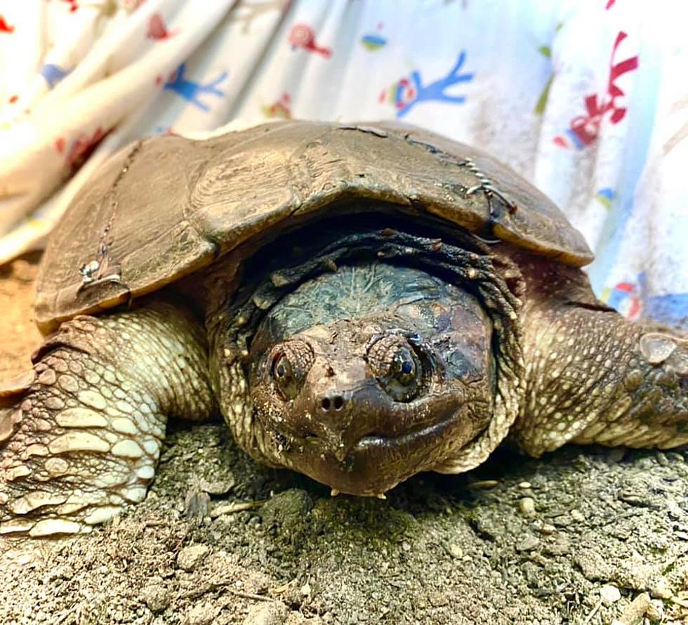 Cape Wildlife Center Cares for Snapping Turtle Moms on the Mend