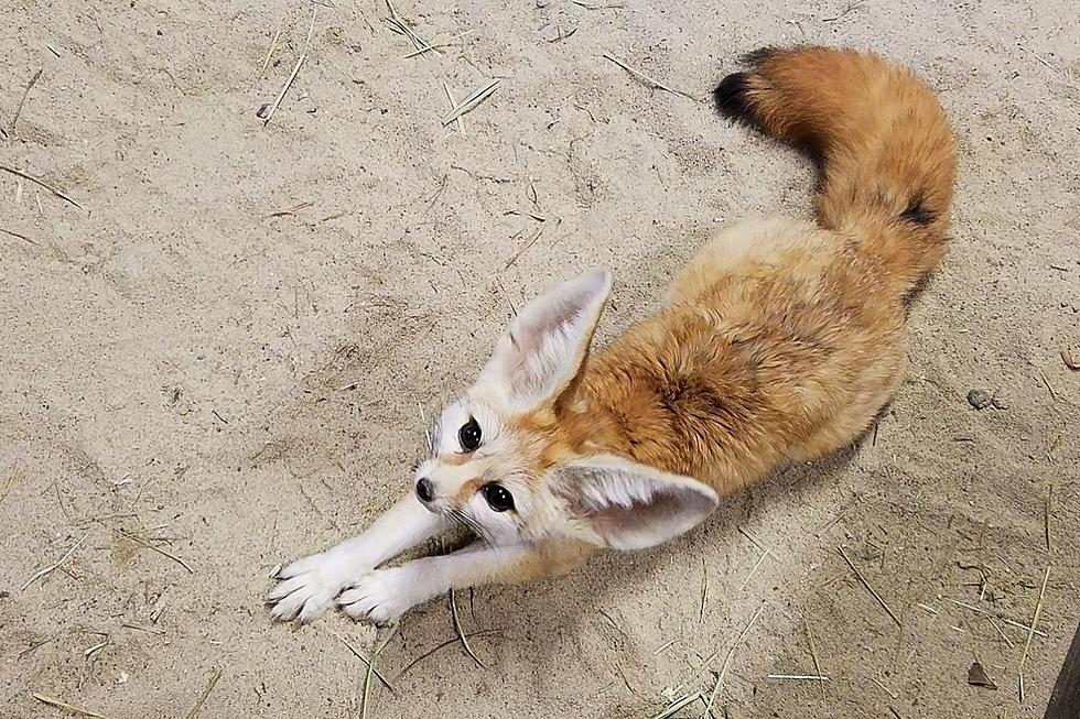 Buttonwood Park Zoo Says Heartfelt Goodbye to Cairo the Fox