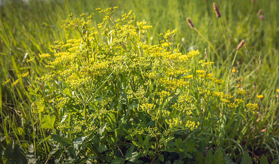 Watch Out for Wild Parsnip