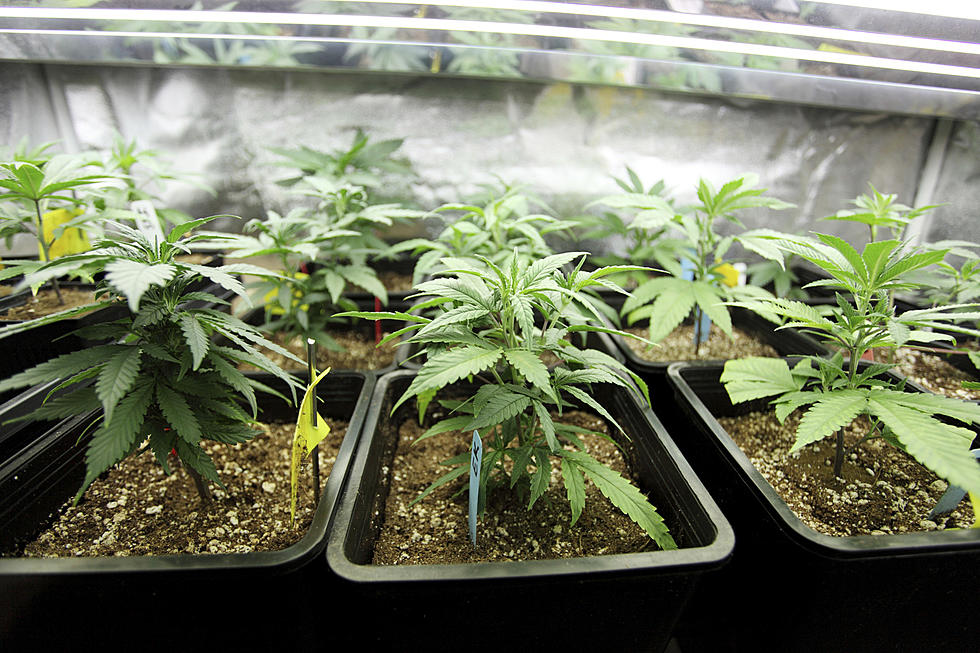 Recreational Marijuana Moves a Step Closer in RI