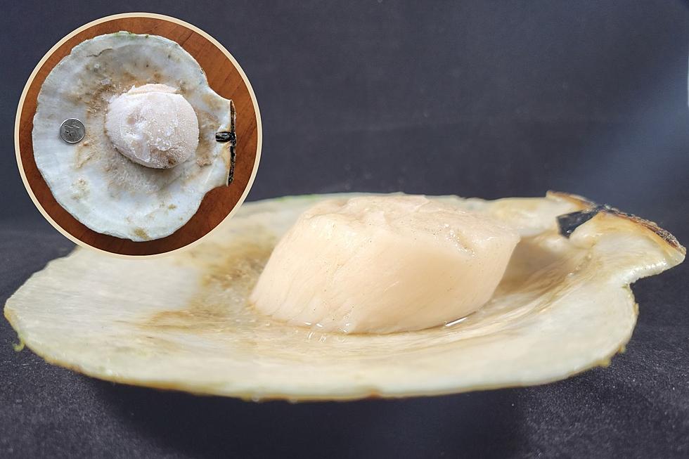 This Nearly One-Pound Scallop Could Be Yours