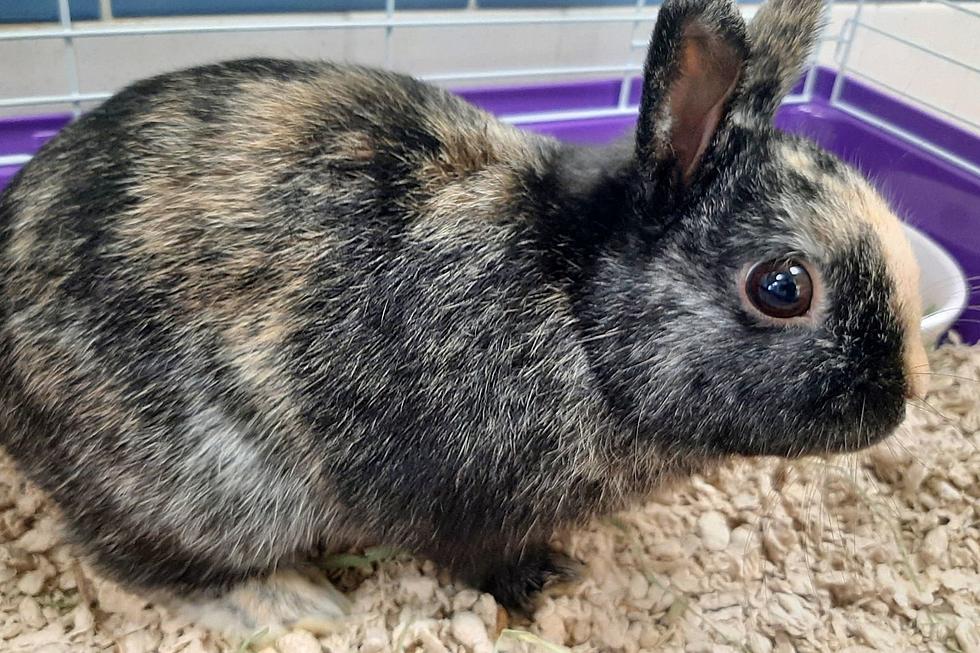 Fairhaven Bunny Looking to Hop Over to a Forever Home [WET NOSE WEDNESDAY]