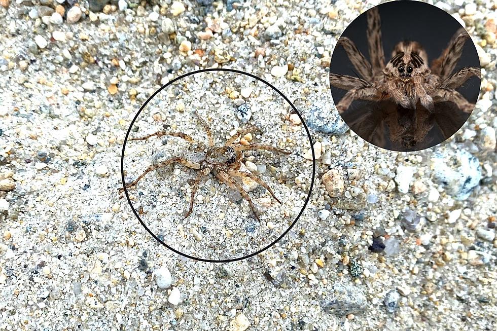 Creepy Spider Photo Captured on Fairhaven Beach