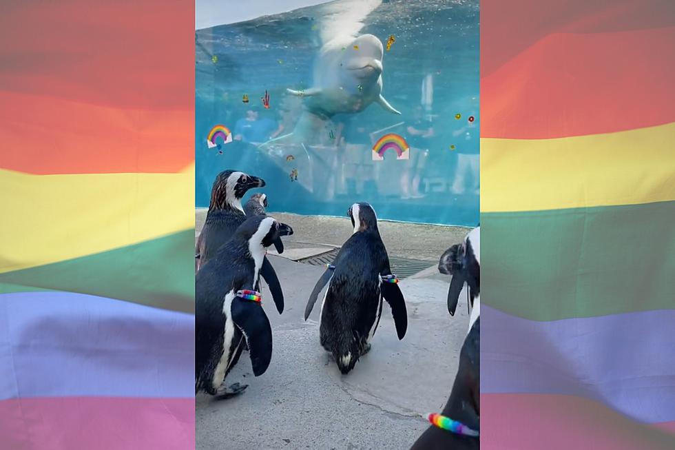 Mystic Aquarium’s Penguins Celebrate Pride in The Cutest Way Possible