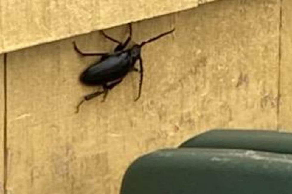 Massive Insect Spotted in Cumberland, Rhode Island
