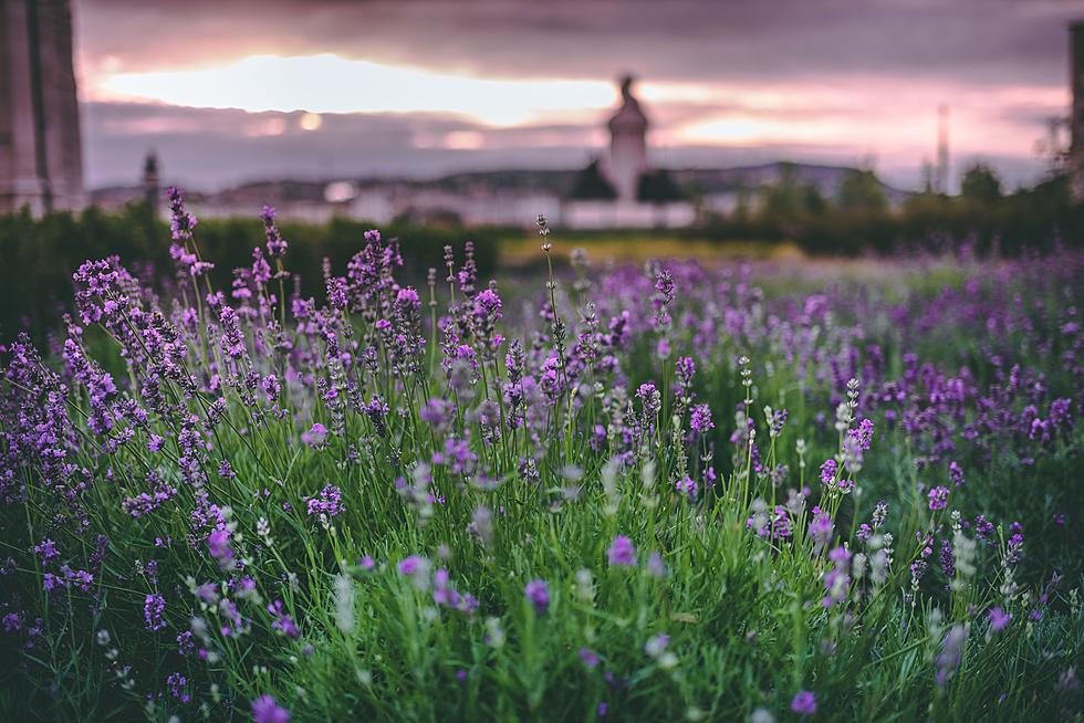 Westport Farm Welcomes in Summer With U-Pick Lavender Event