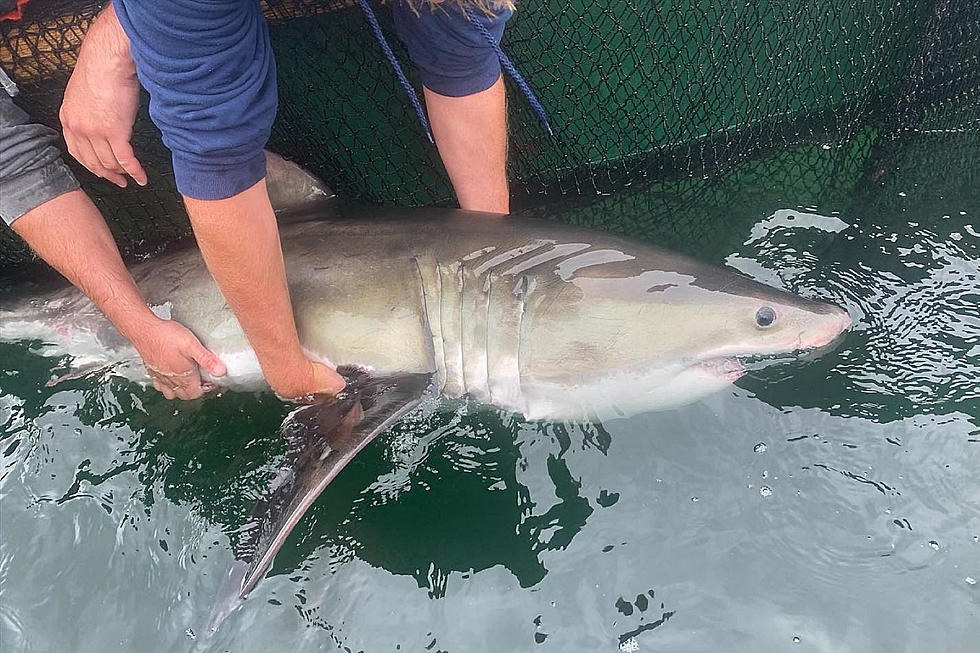 Another Baby Great White Shark Tagged in Rhode Island