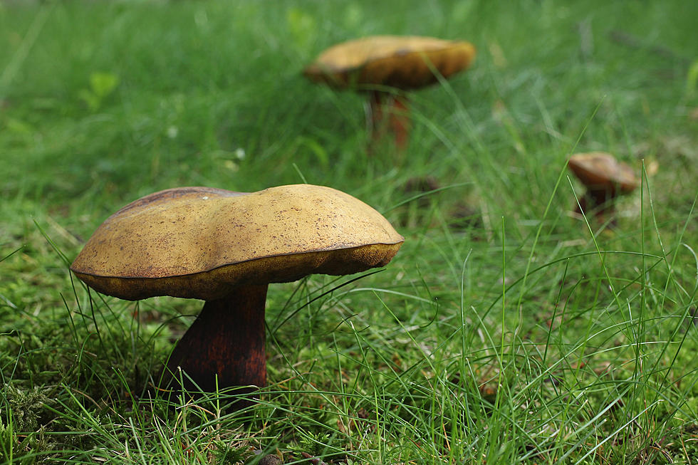 Toxic Mushrooms in the Area a Threat to Dogs
