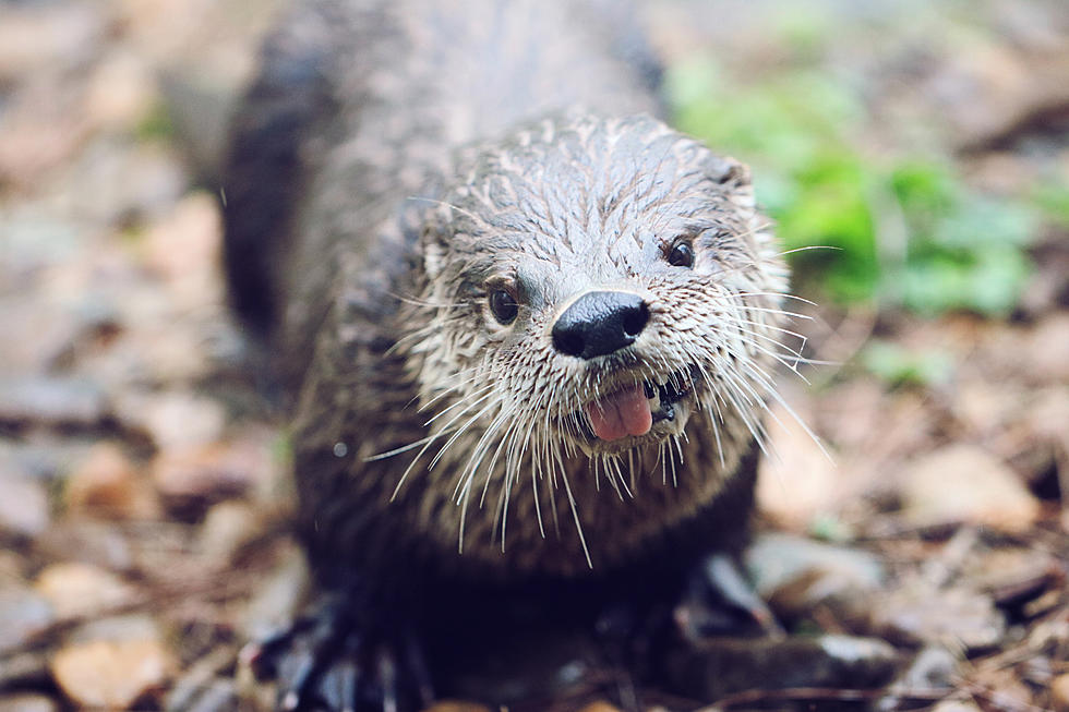 You 'Otter' Know About Wareham River Otters