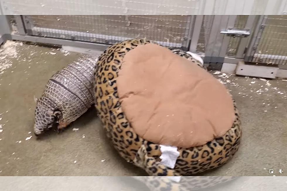 Adorable Chaos Ensues as Providence Armadillo Can’t Figure Out New Bed