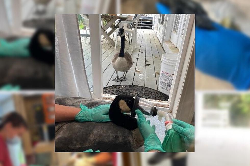 Barnstable Goose's Cute Reaction to Mate's Surgery