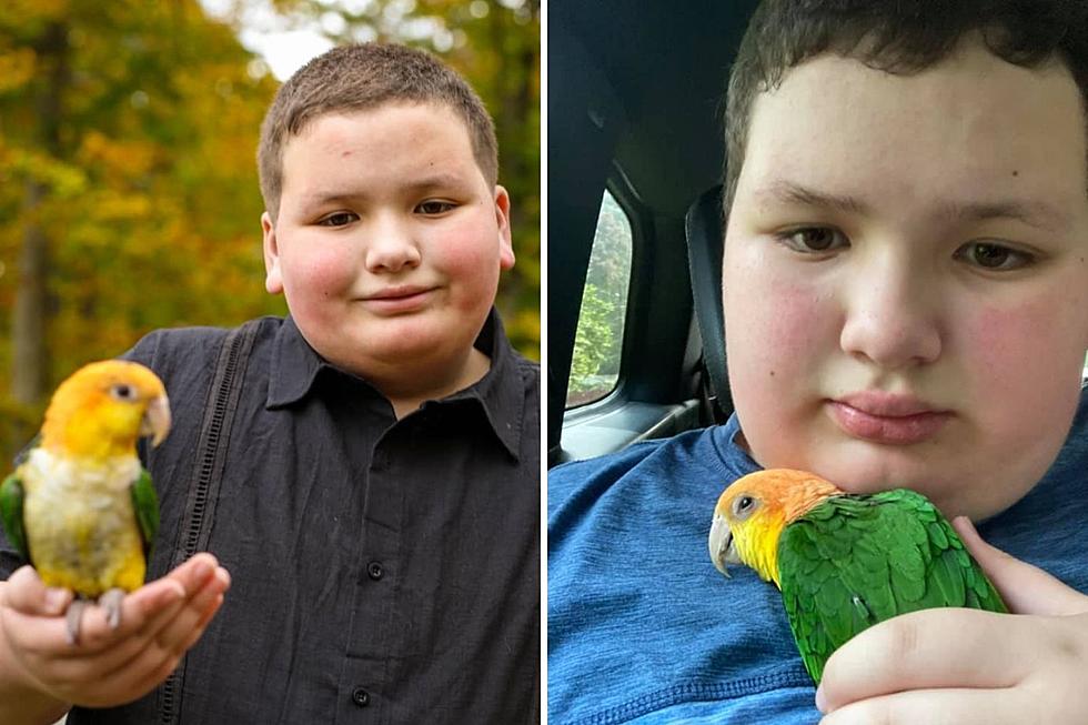 Tiverton Service Parrot and Boy With Autism Reunited